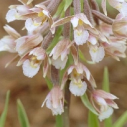 Epipactis palustris