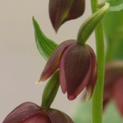 Epipactis royleana