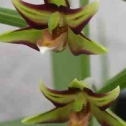 Orchid�es terrestres verratrifolia