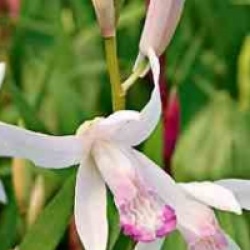 Bletilla Kuchibeni