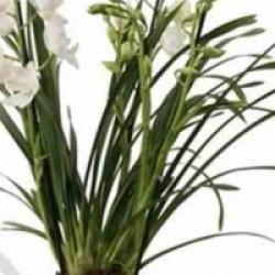 Orchid�e hybride blanche