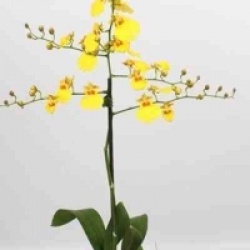 Oncidium hybride - Oncidier orchid�e hybride
