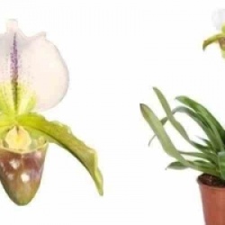 Orchid�e Sabot de Venus