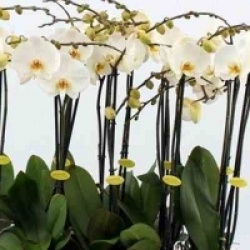 Phalaenopsis hybride blanche