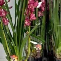 Cymbidium hybride rouge