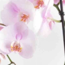 Orchid�e papillon rose clair