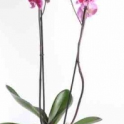 Orchid�e papillon rose