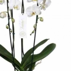 Phalaenopsis hybride Tsarine blanche - Orchid�e papillon Tsarine blanche