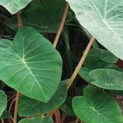 Colocasia esculenta 'Pink China'  - Oreille d'�l�phant