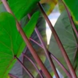 Colocasia esculenta 'Pink China' 