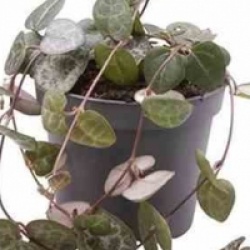 Ceropegia woodii