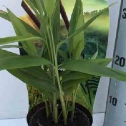 Alpinia zerumbet variegata