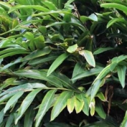 Alpinia zerumbet variegata - Gingembre coquille