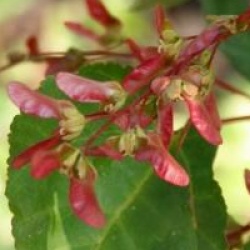 Acer davidii 'Cascade'