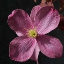 Clematis montana 'Freda'