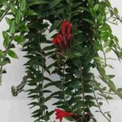 Aeschynanthus 'Caroline' - Aeschynanthus hybride Caroline