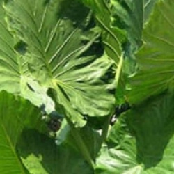 Alocasia calidora