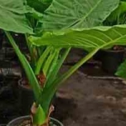 Alocasia macrorrhiza