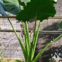 Alocasia macrorrhiza