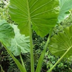 Alocasia macrorrhiza