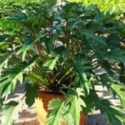 Philodendron xanadu - Philodendron xanadu