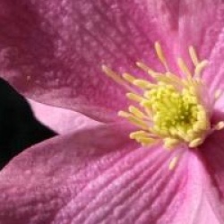 Clematis montana 'Freda' - Cl�matite � petites fleurs Freda