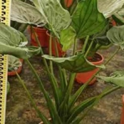 Alocasia cucullata - Oreille d'�l�phant, Taro