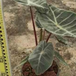 Alocasia 'Pink Dragon'