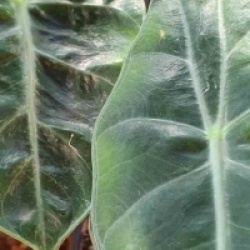 Alocasia 'Pink Dragon'