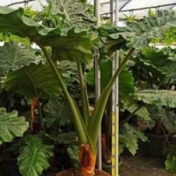 Alocasia portodora - Oreille d'�l�phant g�ant