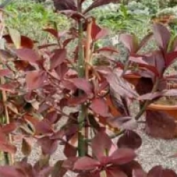 Euphorbia umbellata - Lait d'Afrique