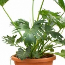 Philodendron selloum - Philodendron selloum