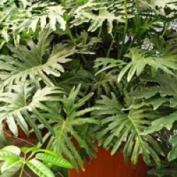 Philodendron selloum