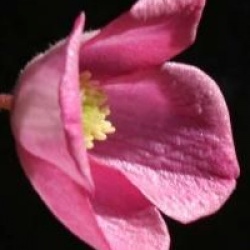 Clematis montana 'Freda'