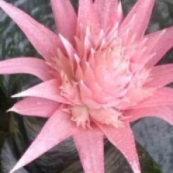 Aechmea fasciata