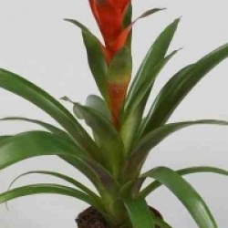 Guzmania hybride ostara