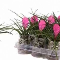 Tillandsia cyanea - Tillandsia raquette