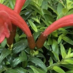 Aeschynanthus hybride japhrolepis