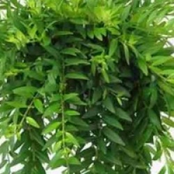 Aeschynanthus hybride japhrolepis