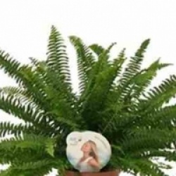 Nephrolepis exaltata 'Green Lady' - Foug�res d'int�rieur