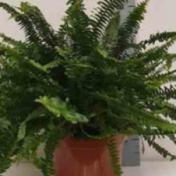 Nephrolepis exaltata 'Green Lady'