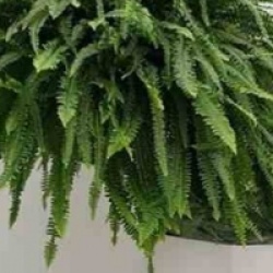 Nephrolepis exaltata 'Green Lady'