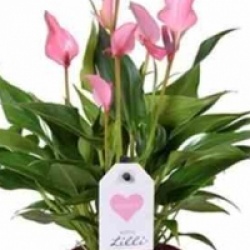 Anthurium rose Lilli