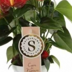 Anthurium rouge Diamond red