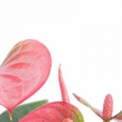 Anthurium andreanum 'Diamond red'