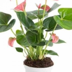 Anthurium andreanum 'Diamond red'