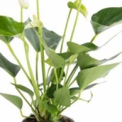 Anthurium blanc white Champion