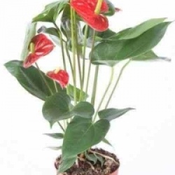 Anthurium rouge Madural