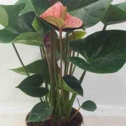 Anthurium rose Cavalli