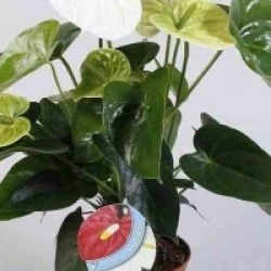 Anthurium blanc Spirit